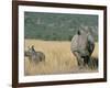 White Rhino (Ceratotherium Simum) Mother and Calf, Itala Game Reserve, South Africa, Africa-Steve & Ann Toon-Framed Photographic Print