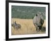 White Rhino (Ceratotherium Simum) Mother and Calf, Itala Game Reserve, South Africa, Africa-Steve & Ann Toon-Framed Photographic Print