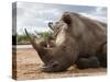 White Rhino (Ceratotherium Simum), Royal Hlane National Park, Swaziland, Africa-Ann & Steve Toon-Stretched Canvas