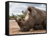 White Rhino (Ceratotherium Simum), Royal Hlane National Park, Swaziland, Africa-Ann & Steve Toon-Framed Stretched Canvas