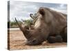 White Rhino (Ceratotherium Simum), Royal Hlane National Park, Swaziland, Africa-Ann & Steve Toon-Stretched Canvas