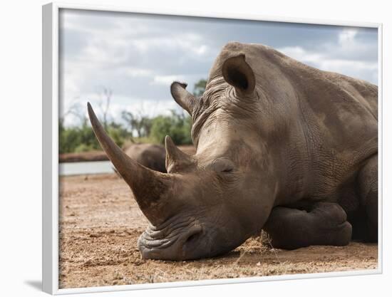 White Rhino (Ceratotherium Simum), Royal Hlane National Park, Swaziland, Africa-Ann & Steve Toon-Framed Photographic Print