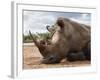 White Rhino (Ceratotherium Simum), Royal Hlane National Park, Swaziland, Africa-Ann & Steve Toon-Framed Photographic Print