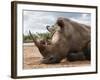 White Rhino (Ceratotherium Simum), Royal Hlane National Park, Swaziland, Africa-Ann & Steve Toon-Framed Photographic Print