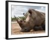 White Rhino (Ceratotherium Simum), Royal Hlane National Park, Swaziland, Africa-Ann & Steve Toon-Framed Photographic Print