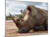 White Rhino (Ceratotherium Simum), Royal Hlane National Park, Swaziland, Africa-Ann & Steve Toon-Mounted Photographic Print