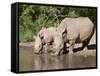 White Rhino (Ceratotherium Simum), With Calf, Makalali Game Reserve, South Africa, Africa-Ann & Steve Toon-Framed Stretched Canvas