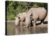 White Rhino (Ceratotherium Simum), With Calf, Makalali Game Reserve, South Africa, Africa-Ann & Steve Toon-Stretched Canvas