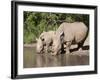 White Rhino (Ceratotherium Simum), With Calf, Makalali Game Reserve, South Africa, Africa-Ann & Steve Toon-Framed Photographic Print