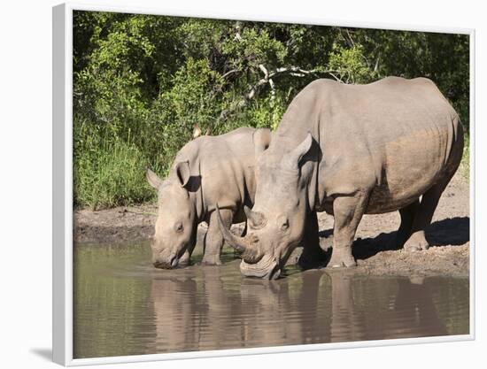 White Rhino (Ceratotherium Simum), With Calf, Makalali Game Reserve, South Africa, Africa-Ann & Steve Toon-Framed Photographic Print