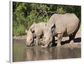 White Rhino (Ceratotherium Simum), With Calf, Makalali Game Reserve, South Africa, Africa-Ann & Steve Toon-Framed Photographic Print