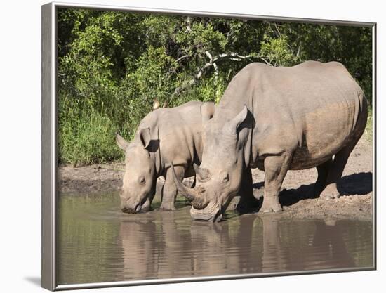 White Rhino (Ceratotherium Simum), With Calf, Makalali Game Reserve, South Africa, Africa-Ann & Steve Toon-Framed Photographic Print