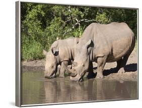 White Rhino (Ceratotherium Simum), With Calf, Makalali Game Reserve, South Africa, Africa-Ann & Steve Toon-Framed Photographic Print