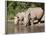 White Rhino (Ceratotherium Simum), With Calf, Makalali Game Reserve, South Africa, Africa-Ann & Steve Toon-Framed Photographic Print