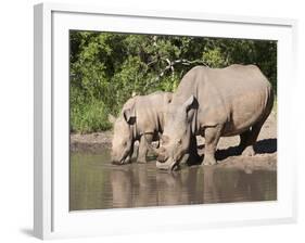 White Rhino (Ceratotherium Simum), With Calf, Makalali Game Reserve, South Africa, Africa-Ann & Steve Toon-Framed Photographic Print