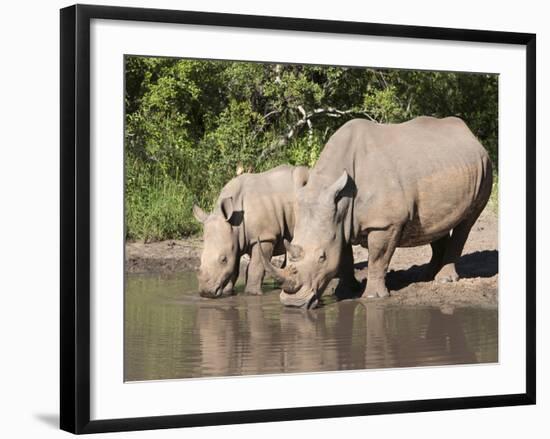 White Rhino (Ceratotherium Simum), With Calf, Makalali Game Reserve, South Africa, Africa-Ann & Steve Toon-Framed Photographic Print