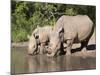 White Rhino (Ceratotherium Simum), With Calf, Makalali Game Reserve, South Africa, Africa-Ann & Steve Toon-Mounted Photographic Print
