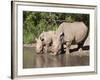 White Rhino (Ceratotherium Simum), With Calf, Makalali Game Reserve, South Africa, Africa-Ann & Steve Toon-Framed Photographic Print