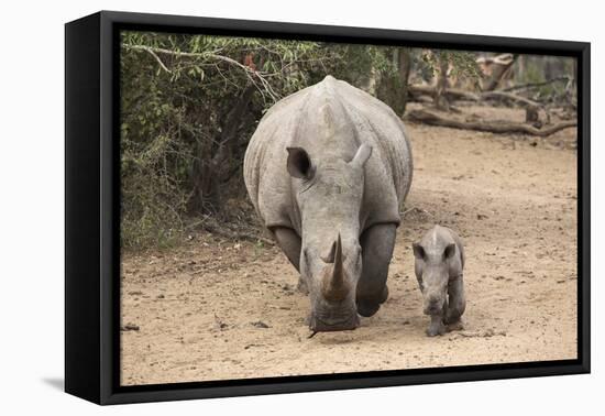 White Rhino (Ceratotherium Simum) with Calf, Mkhuze Game Reserve, Kwazulu-Natal-Ann & Steve Toon-Framed Stretched Canvas