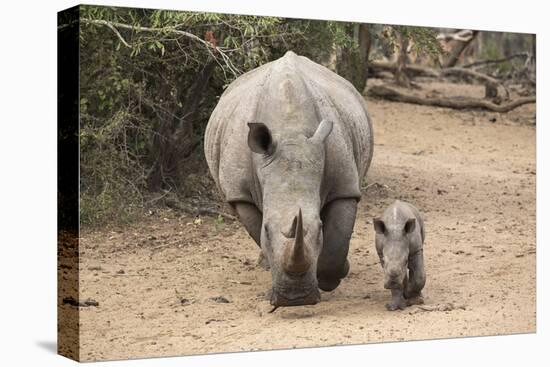 White Rhino (Ceratotherium Simum) with Calf, Mkhuze Game Reserve, Kwazulu-Natal-Ann & Steve Toon-Stretched Canvas