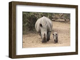 White Rhino (Ceratotherium Simum) with Calf, Mkhuze Game Reserve, Kwazulu-Natal-Ann & Steve Toon-Framed Photographic Print