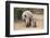 White Rhino (Ceratotherium Simum) with Calf, Mkhuze Game Reserve, Kwazulu-Natal-Ann & Steve Toon-Framed Photographic Print