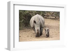 White Rhino (Ceratotherium Simum) with Calf, Mkhuze Game Reserve, Kwazulu-Natal-Ann & Steve Toon-Framed Photographic Print