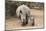 White Rhino (Ceratotherium Simum) with Calf, Mkhuze Game Reserve, Kwazulu-Natal-Ann & Steve Toon-Mounted Photographic Print