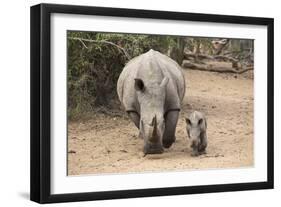 White Rhino (Ceratotherium Simum) with Calf, Mkhuze Game Reserve, Kwazulu-Natal-Ann & Steve Toon-Framed Photographic Print