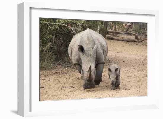 White Rhino (Ceratotherium Simum) with Calf, Mkhuze Game Reserve, Kwazulu-Natal-Ann & Steve Toon-Framed Photographic Print