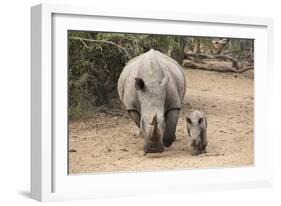 White Rhino (Ceratotherium Simum) with Calf, Mkhuze Game Reserve, Kwazulu-Natal-Ann & Steve Toon-Framed Photographic Print