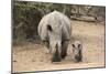 White Rhino (Ceratotherium Simum) with Calf, Mkhuze Game Reserve, Kwazulu-Natal-Ann & Steve Toon-Mounted Photographic Print