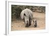 White Rhino (Ceratotherium Simum) with Calf, Mkhuze Game Reserve, Kwazulu-Natal-Ann & Steve Toon-Framed Photographic Print