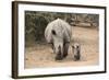 White Rhino (Ceratotherium Simum) with Calf, Mkhuze Game Reserve, Kwazulu-Natal-Ann & Steve Toon-Framed Photographic Print