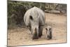 White Rhino (Ceratotherium Simum) with Calf, Mkhuze Game Reserve, Kwazulu-Natal-Ann & Steve Toon-Mounted Photographic Print