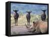 White Rhino, Hluhluwe Umfolozi Park, Kwazulu Natal, South Africa, Africa-Toon Ann & Steve-Framed Stretched Canvas