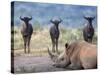 White Rhino, Hluhluwe Umfolozi Park, Kwazulu Natal, South Africa, Africa-Toon Ann & Steve-Stretched Canvas