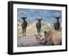 White Rhino, Hluhluwe Umfolozi Park, Kwazulu Natal, South Africa, Africa-Toon Ann & Steve-Framed Photographic Print