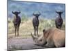 White Rhino, Hluhluwe Umfolozi Park, Kwazulu Natal, South Africa, Africa-Toon Ann & Steve-Mounted Photographic Print
