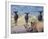 White Rhino, Hluhluwe Umfolozi Park, Kwazulu Natal, South Africa, Africa-Toon Ann & Steve-Framed Photographic Print