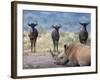 White Rhino, Hluhluwe Umfolozi Park, Kwazulu Natal, South Africa, Africa-Toon Ann & Steve-Framed Photographic Print