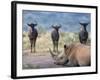 White Rhino, Hluhluwe Umfolozi Park, Kwazulu Natal, South Africa, Africa-Toon Ann & Steve-Framed Photographic Print