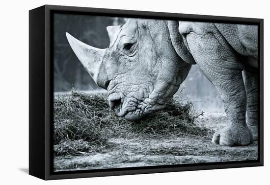 White Rhino In Black And White Eating-goinyk-Framed Stretched Canvas