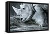 White Rhino In Black And White Eating-goinyk-Framed Stretched Canvas