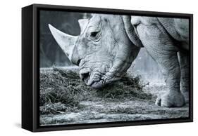 White Rhino In Black And White Eating-goinyk-Framed Stretched Canvas