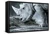 White Rhino In Black And White Eating-goinyk-Framed Stretched Canvas