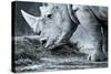 White Rhino In Black And White Eating-goinyk-Stretched Canvas