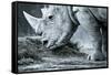 White Rhino In Black And White Eating-goinyk-Framed Stretched Canvas