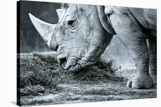 White Rhino In Black And White Eating-goinyk-Stretched Canvas