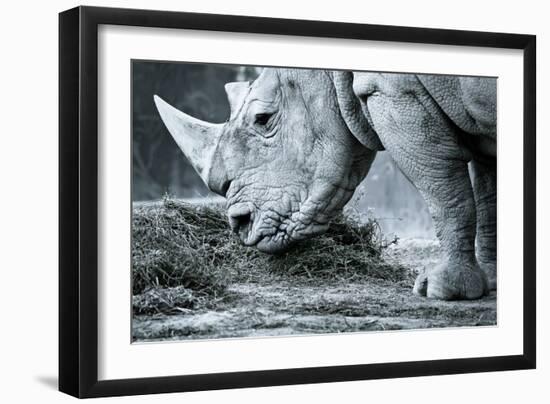 White Rhino In Black And White Eating-goinyk-Framed Photographic Print